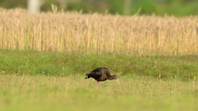 Red napped ibis moves slowly across the green plains in early morning light, carefully scanning the ground while searching for insects hidden beneath the grass.