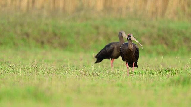 In the calm of early morning, a pair of red napped ibis moves slowly across the green plains, scanning the ground carefully for insects hidden beneath the grass