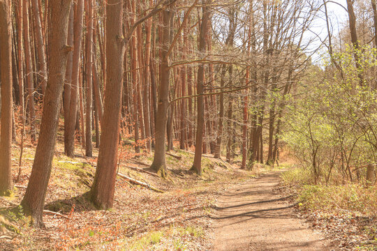 Fr&uuml;hling im Schlaubetal; Wanderweg am Treppelsee