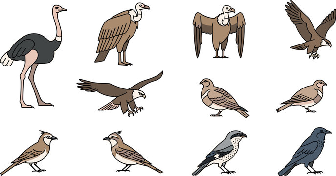 Birds vector icon set with ostrich eagle vulture pigeon sparrow crow in detailed flat outline wildlife illustration style