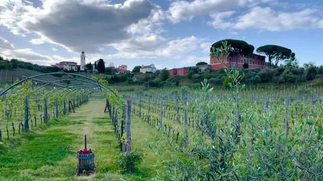 Beautiful Italian landscape with vineyard arched trellis and traditional village. Scenic Mediterranean view shows rows of grapes old wine press and colorful houses under cloudy sky. High quality video
