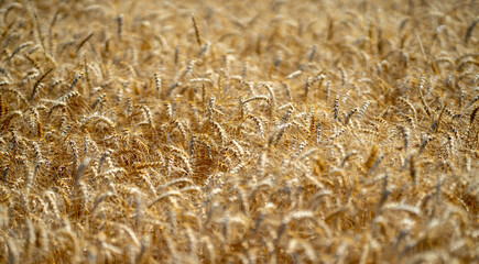 Fototapeta premium Close-up of a golden ear of wheat ready for harvest in a rural field. Ear of wheat swaying gently in the natural outdoor breeze. Rustic farmland with detailed ear of wheat in the foreground.