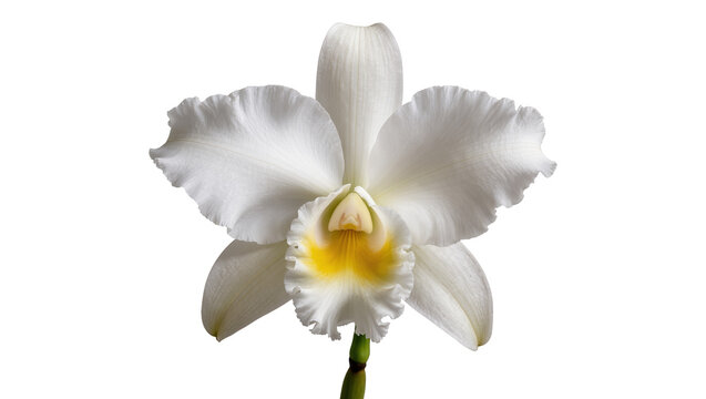 Delicate white Cattleya orchid with yellow center, isolated on transparent background