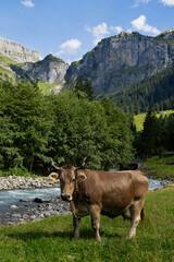 Naklejka premium Cow in the grass field. Cow peacefully grazing. Summer meadow with cattle. Cow grazing in the countryside. Rural life and livestock. Grassy field with dairy cow.
