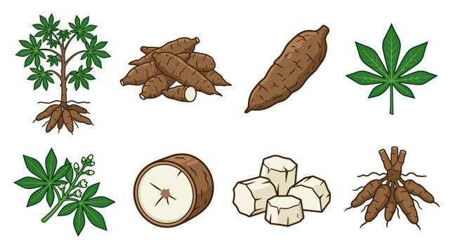 Various illustrations depicting the cassava plant, its distinct leaves, root system, and prepared edible tubers in different forms.