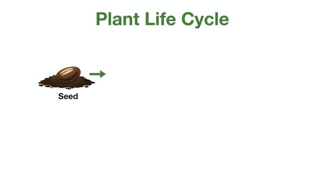Educational illustration of a plant life cycle from seed, sprout and young plant to flower, Process of growth infographic for biology science, nature education and gardening concept