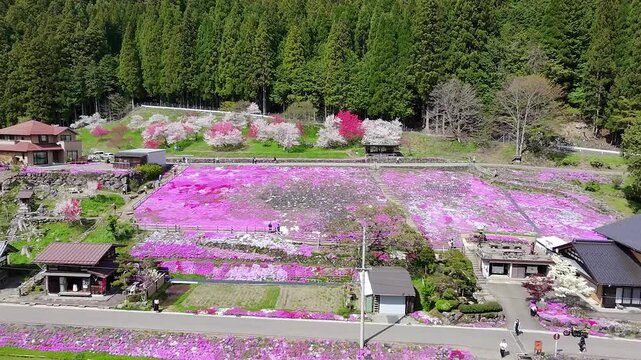 岐阜県郡上市明宝國田家の芝桜をドローン空撮１