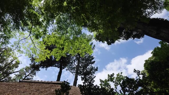 森の風