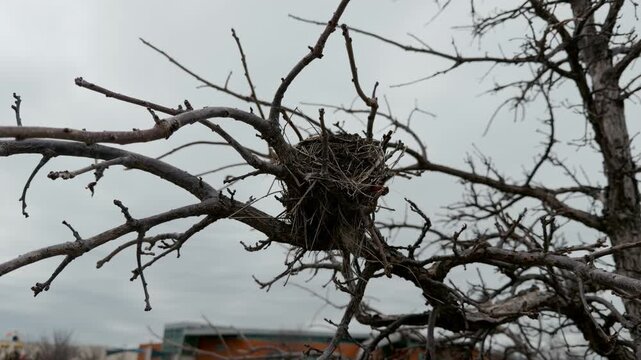 Empty Bird nest in bare tree branches during late autumn or winter. Empty nest against grey cloudy sky, Close up