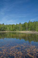 Obraz premium Pond in Elmpter Schwalmbruch Nature Reserve,Niederkruchten,lower Rhine region,Germany