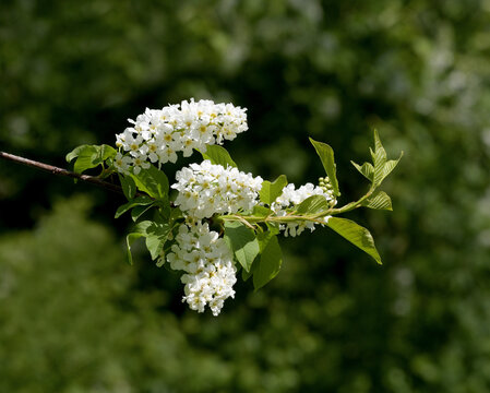 flowering bird cherry resp.Prunus padus,lower Rhine region,Germany