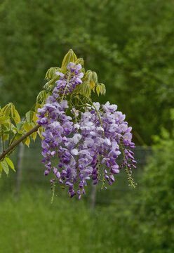 blooming wisteria in lower Rhine region,Germany