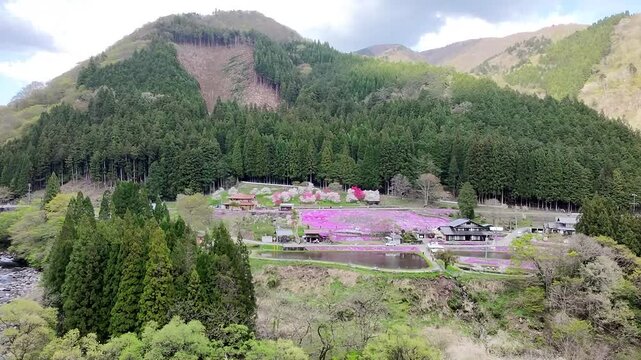 岐阜県郡上市明宝の芝桜をドローン空撮
