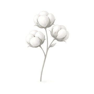 A cotton plant with three bolls on a stem