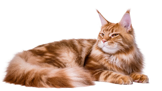 Fluffy ginger Maine Coon cat with striped fur, resting peacefully isolated on transparent background