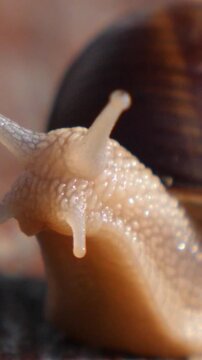 Extreme close up of a garden snail's head, showing its textured skin and moving eyestalks and tentacles as it slowly crawls forward, with its shell visible in the background