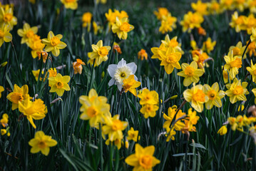 Obraz premium Concept of Individuality with White Daffodil in Yellow Flowerbed, Beautiful Spring Meadow with Vibrant Yellow and One White Narcissus, Stand Out from the Crowd Concept with Blooming Spring Flowers