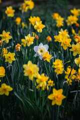 Fototapeta premium Unique White Daffodil Standing Out in a Field of Yellow Flowers, One White Narcissus Among Many Yellow Ones in Spring Garden, beautiful spring field of yellow daffodils with one unique white narcissus