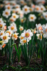 Obraz premium Graceful Narcissus Flower on Long Green Leaves Background, An elegant close-up of a white narcissus flower with a vibrant pink-rimmed center