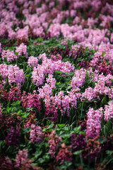 Fototapeta premium Beautiful Pink Hyacinth Flowers Blooming in the Garden, Field of Vibrant Pink Hyacinths in Spring Sunlight, Group of Sweet-Scented Pink Hyacinth Blossoms, Spring Floral Background 