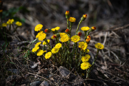 Group of First Spring Wildflowers with Blooming Buds, Beautiful Tussilago Flowers in Wildlife Macro Photography, Bright yellow coltsfoot (Tussilago farfara) flowers blooming in early spring