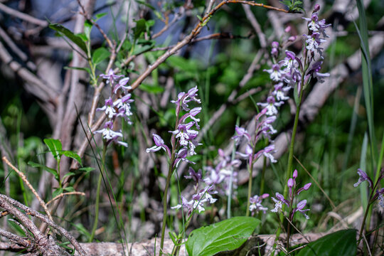 The Obscure Yet Stunning Roundleaf Orchid
