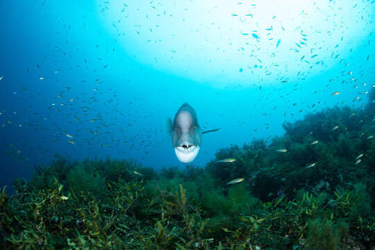 Asian sheepshead wrasse swimming underwater in blue ocean, Japan