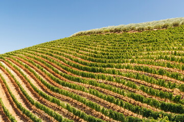 Naklejka premium Sunlit vineyard rows in South Africa