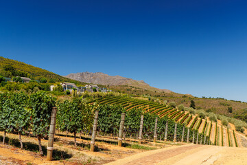 Naklejka premium Sunlit vineyard rows