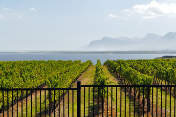 Naklejka premium Sunlit vineyard rows