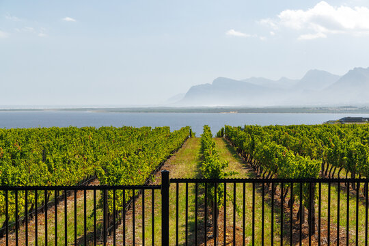 Sunlit vineyard rows