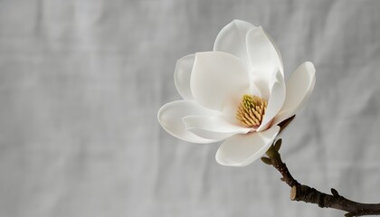 Naklejka premium Elegant white magnolia blossom with dark stem on a textured gray background for a minimalist wellness and spa concept with soft lighting