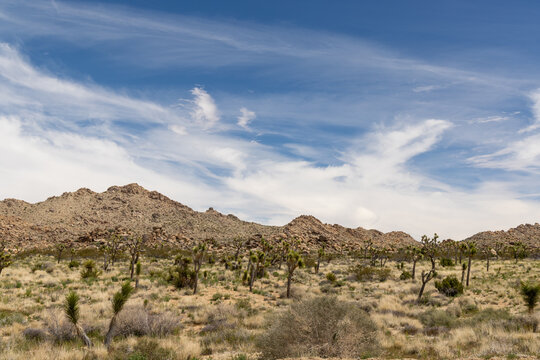 Joshua Tree National Park