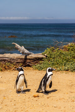 Penguins on ocean shore in South Africa
