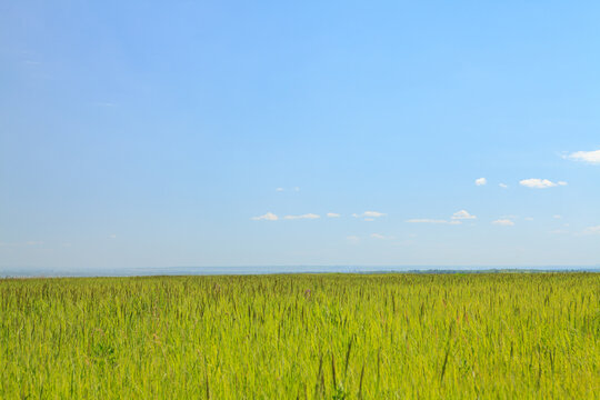 Sunny summer landscape with green field