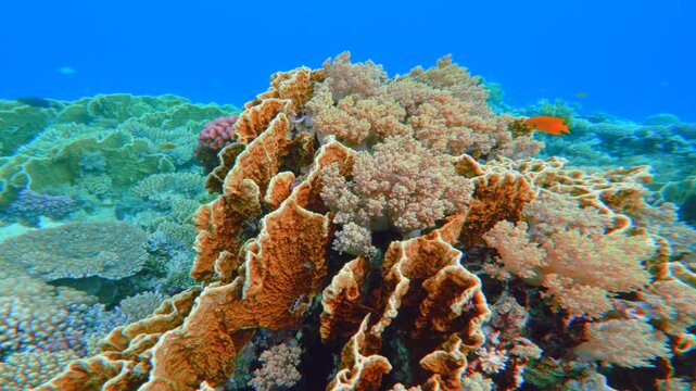 Large fire and lace coral ecosystem in Red Sea