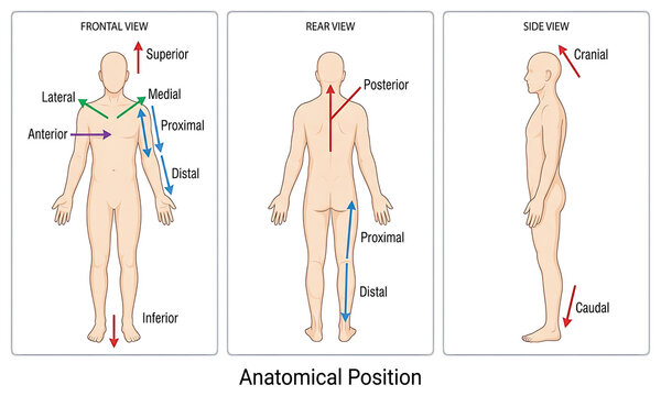 Anatomical position of the human body with labeled diagrams