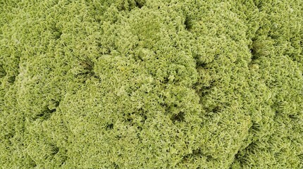 Obraz premium Close-up Texture of Lush Green Moss Covering a Surface.