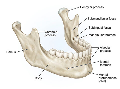 A detailed illustration of a human jawbone with labeled parts
