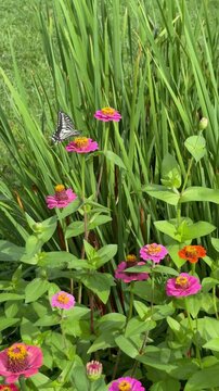 Fixed shot of a swallowtail butterfly sipping nectar from zinnia flowers