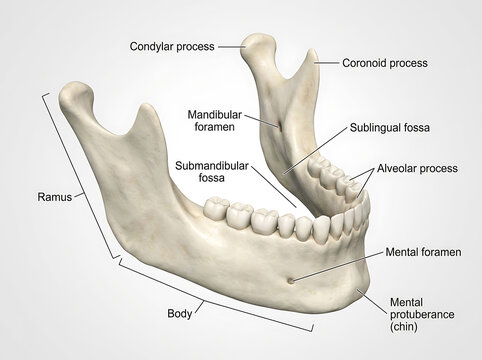 A detailed illustration of a human jawbone with labeled anatomical features