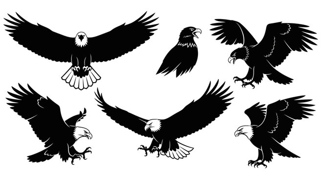 Bald Eagle Silhouettes Collection: Flying, Hunting, Perched - Vector Graphics