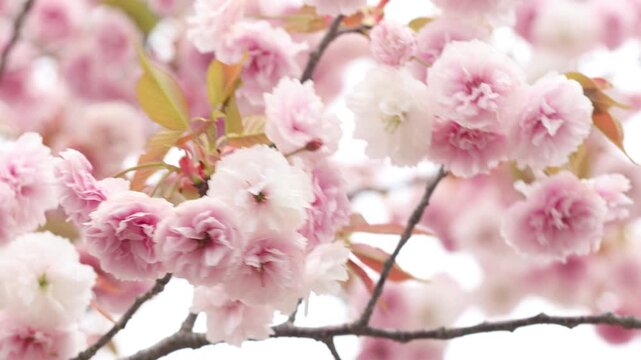 風に揺れる満開の八重桜（普賢象）のクローズアップ　白背景