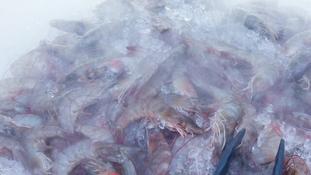 Fresh Raw Prawns on Ice at Thai Seafood Market, Close-Up