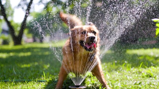 Golden dog biting sprinkler water spray in sunny yard playful afternoon