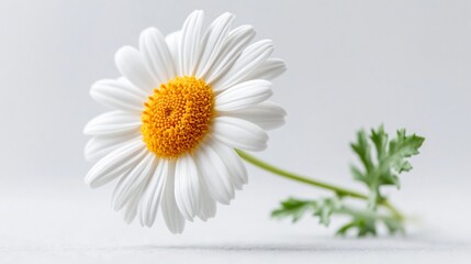 Fototapeta premium White daisy with yellow center, soft petals, gentle light. Green stem, small leaves, minimal background. Clean, peaceful, calm, natural feel. Perfect for wellness, nature, spring, simplicity themes