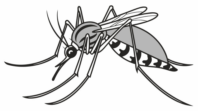 Isolated mosquito white background. Realistic dengue mosquito in vector illustration. Design of graphic source for healthcare of fever that mosquito is transmitter.