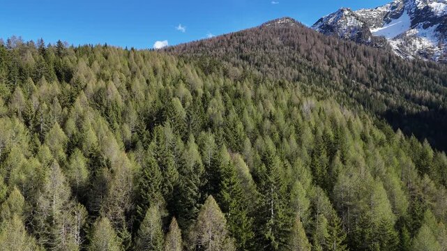 bosco montagne Val di Sole Trentino Italia alpi vermiglio tonale 