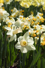 Obraz premium Cream Daffodils Known As Narcissus Mount Hood in Central Park