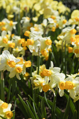 Obraz premium White Daffodils with Butter Yellow Trumpets Bloom in Central Park